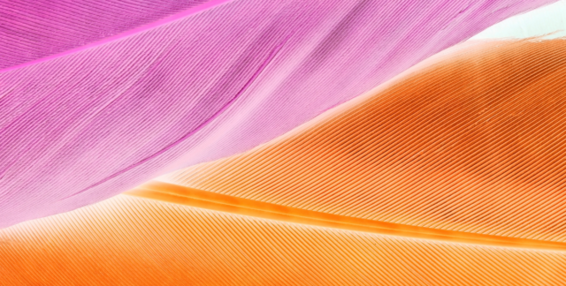Abstract close up image purple and orange feathers